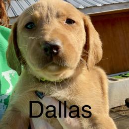 Dallas - Yellow male Labrador Retriever puppy in Mineral, Virginia from Canine Assist