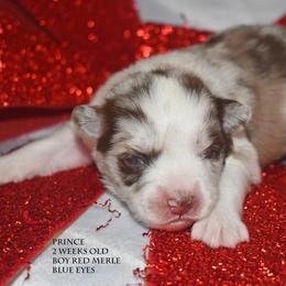 Prince - Red merle male Miniature Australian Shepherd puppy in Patterson, North Carolina from DreamLine Aussies