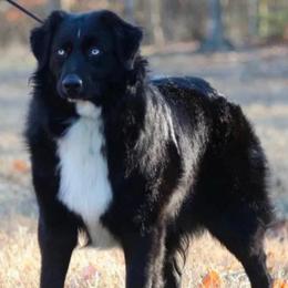 Salem - Black & white female Australian Shepherd puppy in New Boston, New Hampshire from Painted Pup Australian Shepherds