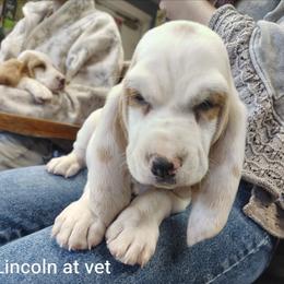 Lincoln - Lemon and white male Basset Hound puppy in Newton Grove, North Carolina from MGA Basset Hound