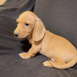 Yellow Boy - Cream male Dachshund puppy in Buckeye, Arizona from AZ Dachshund Proud