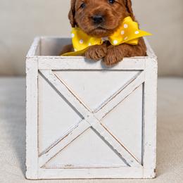 Miss Yellow Collar - Gold female Australian Labradoodle puppy in Wake Forest, North Carolina from Lucky Country Labradoodles