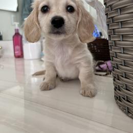 Dachshund and Goldendoodle Puppies from Schmidt’s Doxies N Doodles