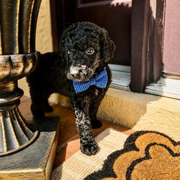 Oliver - Black male Goldendoodle puppy in Sanford, Florida from Florida Coast Golden Doodles
