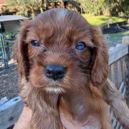 Boy 2 - Ruby male Cavalier King Charles Spaniel puppy in Jacksonville, Florida from Lori Van Doorn's Cavalier King Charles Spaniel