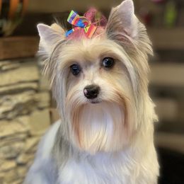 Violet - Yorkshire Terrier