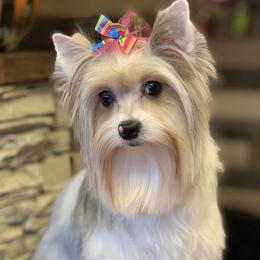 Violet - Yorkshire Terrier