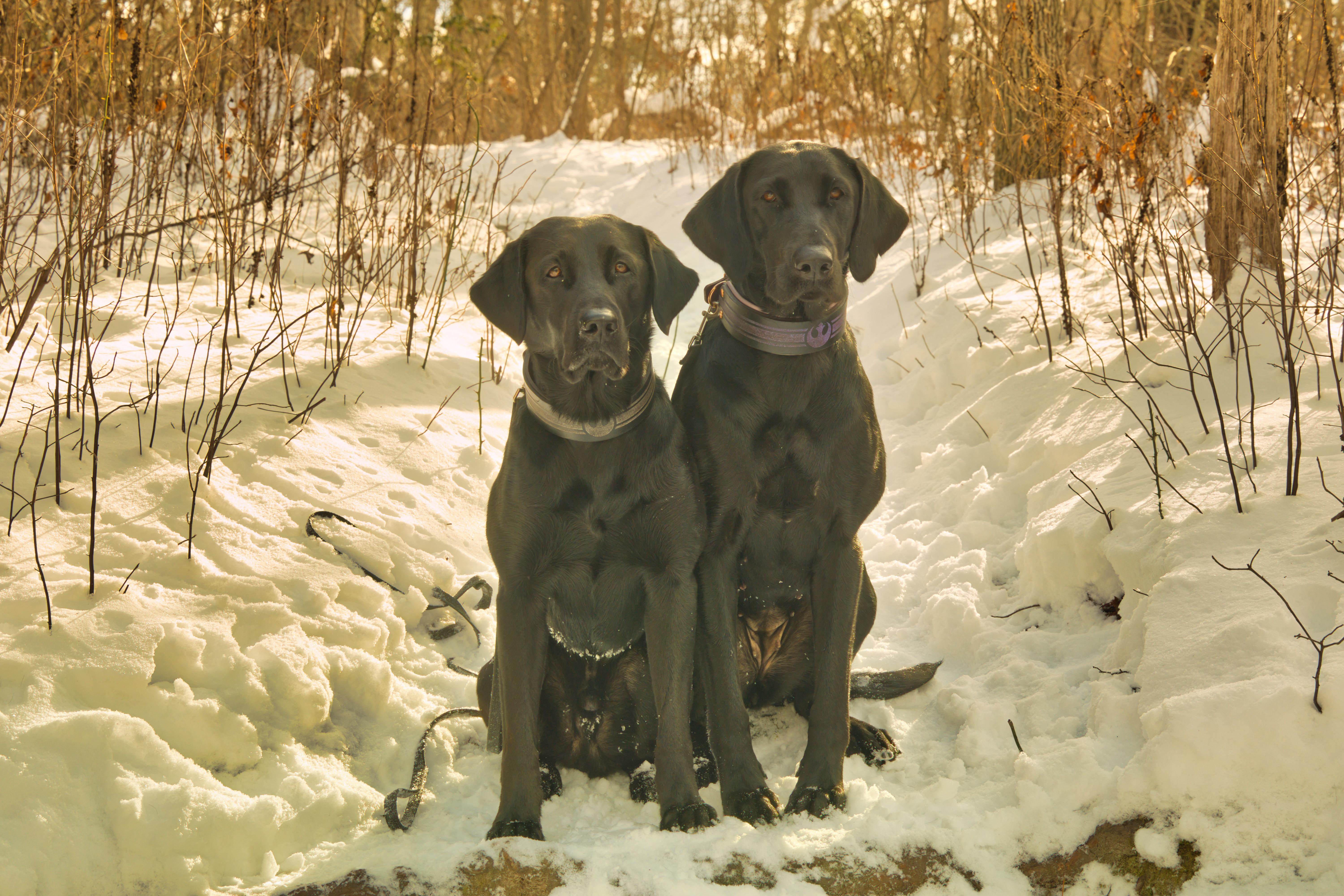 OzLand Labrador Retrievers in Maryland | Labrador Retriever puppies ...