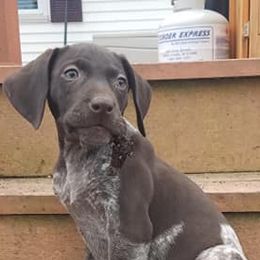 German Shorthaired Pointers from Stolee GSP'S