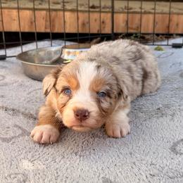 Chick - Red merle female Australian Shepherd puppy in Placerville, California from BFF Aussies