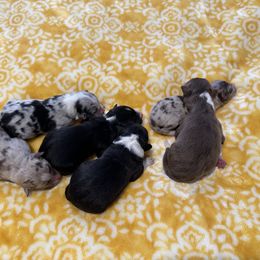 Australian Shepherd and Border Collie Puppies from Wiggles 4 Life