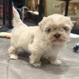 Pax - White male Shih Tzu puppy in York, South Carolina from Brinklee's Babies