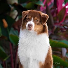 Serena - Australian Shepherd