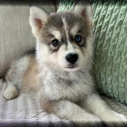 Fay - Sable and white female Siberian Husky puppy in Union Grove, Alabama from Southern Siberian Life