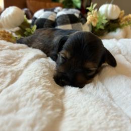 Jenga - Salt and pepper male Miniature Schnauzer puppy in Menifee, California from Moonshine’s Minis