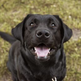 Labrador Retrievers from Little River Labradors