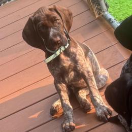 Teal collar female - Liver female German Shorthaired Pointer puppy in Rincon, Georgia from South Creek Kennels / SCK Gun Dogs