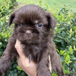 Girl 4 - Chocolate female Shih Tzu puppy in Ocala, Florida from Mimi's Shih-tzus of Ocala