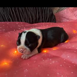 Raymond - Black and white male Boston Terrier puppy in Charlotte, Michigan from Witselle Bostons
