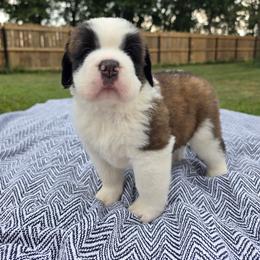 Giovanni - Mahogany and white male Saint Bernard puppy in Brandon, South Dakota from Split Rock Saints