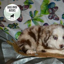 Shamrock - Red merle Miniature Australian Shepherd puppy in California from Eagle River Aussies