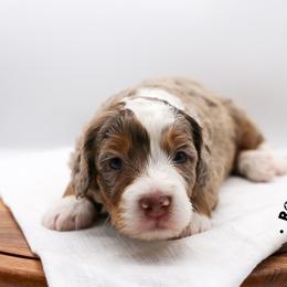 Willow - Chocolate merle female Bernedoodle puppy in Edmond, Oklahoma from Rock N Roll Doodles