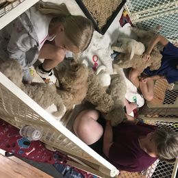 Goldendoodle, Schnoodle, and Sheepadoodle Puppies from Dood Ranch