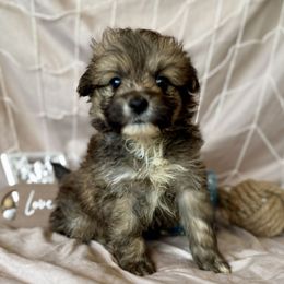 Snickers - Tri-color male Pomsky puppy in Decatur, Illinois from We R Puppies