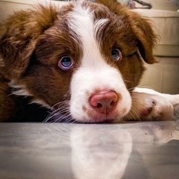 Border Collie Puppies from Titanya Walker