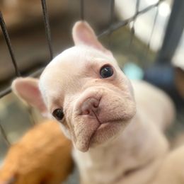 Turkey - Cream female French Bulldog puppy in Opelika, Alabama from Fancy Face Frenchies