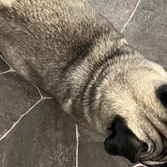 Pugs from Maria Martin