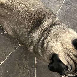 Pugs from Maria Martin