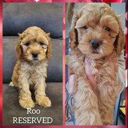 Roo - Red male Cockapoo puppy in Zanesville, Ohio from Oodles of Doodles & Poos
