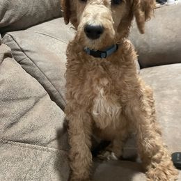 Esther AKC - Red  female Poodle puppy in Harrisburg, Arkansas from Ransone’s Ridge Runners Poodles and Doodles