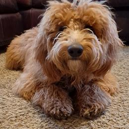 Goldendoodle Puppies from The Doodle grove