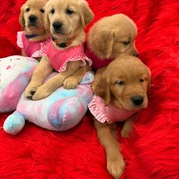 Golden Retriever Puppies from American True Golden retriever