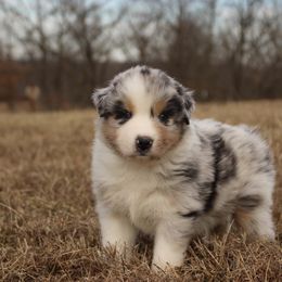 Australian Shepherd and Soft Coated Wheaten Terrier Puppies from Ironwood Ridge Kennels
