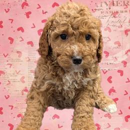 Valentine - Red female Cavapoo puppy in Coshocton, Ohio from Forever Family Puppies