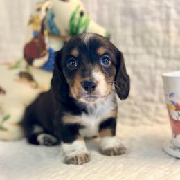 Waffles - Black and tan male Dachshund puppy in Hensley, Arkansas from The Dachshund Barn