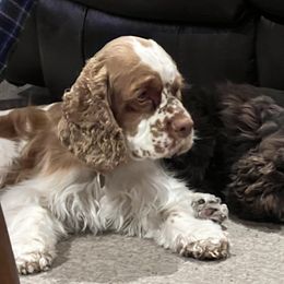Parker - Cocker Spaniel