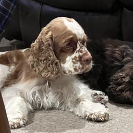 Parker - Cocker Spaniel