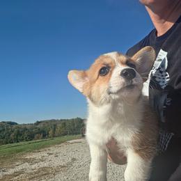 Green collar - Sable and white male American Corgi puppy in Odessa, Missouri from LOYAL T K9's CORGIS