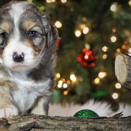 Goldendoodle and Aussiedoodle Puppies from Sister Doodles