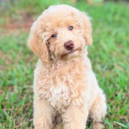 Lily - Apricot female Poodle puppy in Liberty, Texas from Poodles and Doodles Most Excellent Adventures