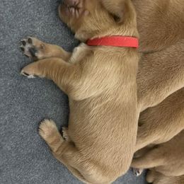 Boy 2 - Dark golden Golden Retriever puppy in Bend, Oregon from Goldens of Bend Oregon