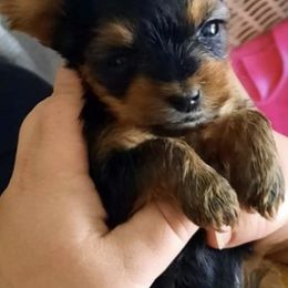 Yorkshire Terriers from For The Luv Of Yorkies