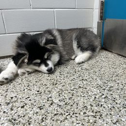 Siberian Husky Puppies from Fluffy Tail Huskies