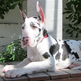 Great Danes from Stardust Danes