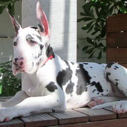 Great Danes from Stardust Danes
