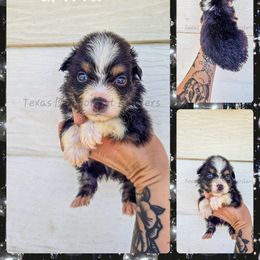 Griffin - Black tri male Miniature American Shepherd puppy in Lubbock, Texas from Texas Bluebonnet Herders